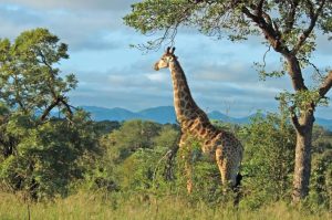 Hluhluwe Game Reserve Safari: in the heart of Zululand