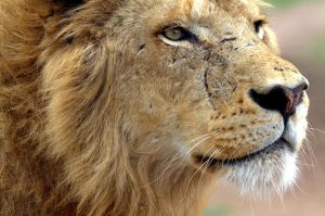Lion Park Safari Guided Day Trip from Durban: in the Natal Midlands