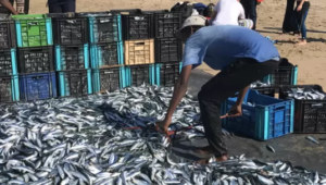 Sardine fever hits the KZN South coast